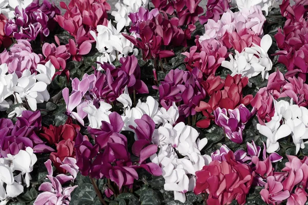 Λουλούδια Κυκλάμινο Διάφορα Χρώματα Σημειώστε Ρηχό Βάθος Πεδίου — Φωτογραφία Αρχείου