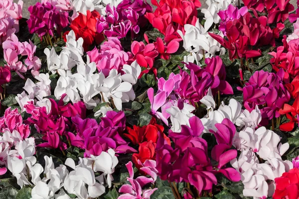 Cyclamen Bloemen Verschillende Kleuren Noot Ondiepe Diepte Van Het Veld — Stockfoto