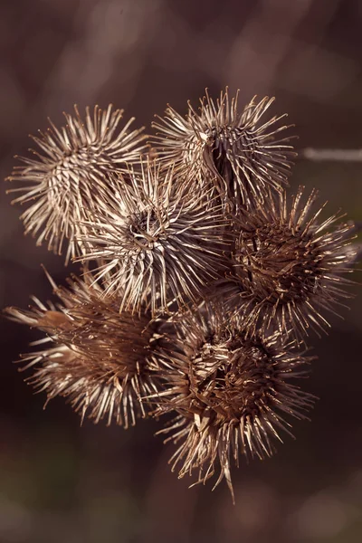 Prickly Plant Focus Note Shallow Depth Field — 스톡 사진