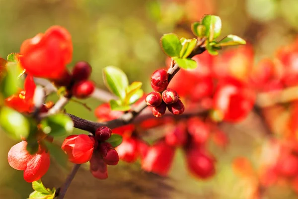 Quince Branch Red Flowers Note Shallow Depth Field — Stock Photo, Image
