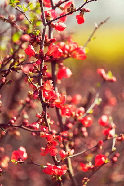 Kweepeer Tak Met Rode Bloemen Noot Ondiepe Diepte Van Het — Stockfoto