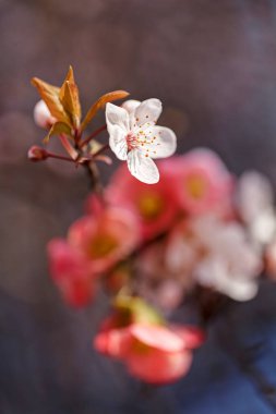 İlkbaharda beyaz ve kırmızı çiçekli dallar mavi bulanık arkaplanda, sığ tarlalara dikkat edin.