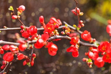 Ayva dallarındaki kırmızı çiçekler ve tomurcuklar, tarlanın sığ derinliğine dikkat edin.