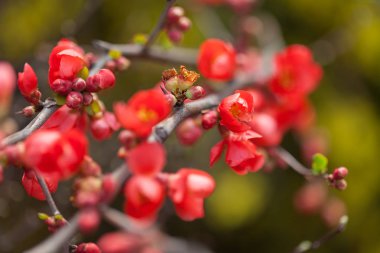 Ayva dallarındaki kırmızı çiçekler ve tomurcuklar, tarlanın sığ derinliğine dikkat edin.