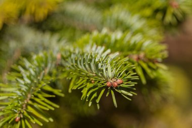 Kozalaklı dalları doğa