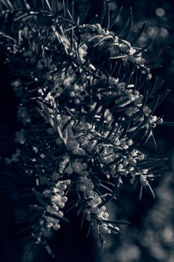 dalları ile ardıç meyveleri