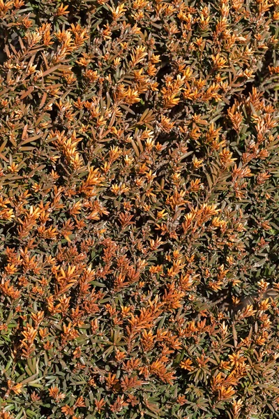 Conifères touffus en fleurs — Photo