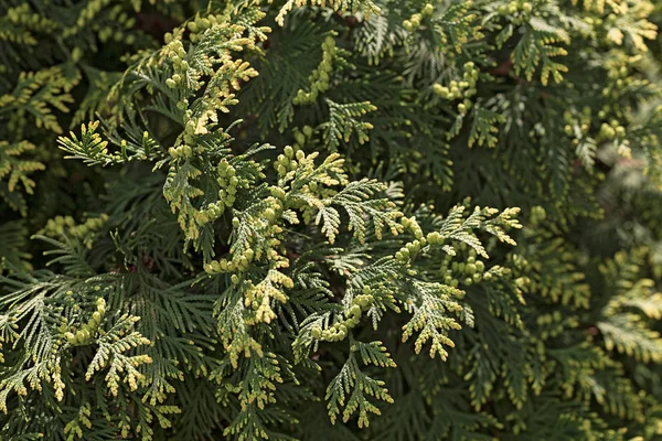 Conifer branches in nature — Stock Photo, Image