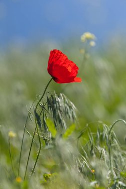 Bulanık arkaplanda çimlerde haşhaş, alanın sığ derinliğine dikkat et