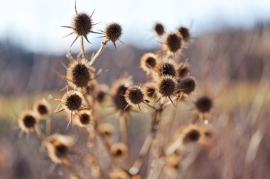 Kahverengi dikenli bitkiler odak noktasında, alan derinliğine dikkat edin