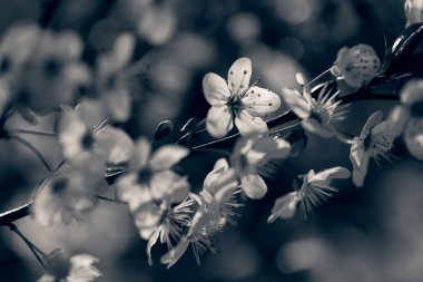 arka plan bulanık için kırmızı yapraklar ile Soyut Beyaz çiçekler