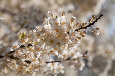 İlkbaharda küçük beyaz çiçekli ağaç, sığ tarlalara dikkat et.