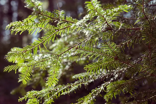Conifer takken in de natuur — Stockfoto
