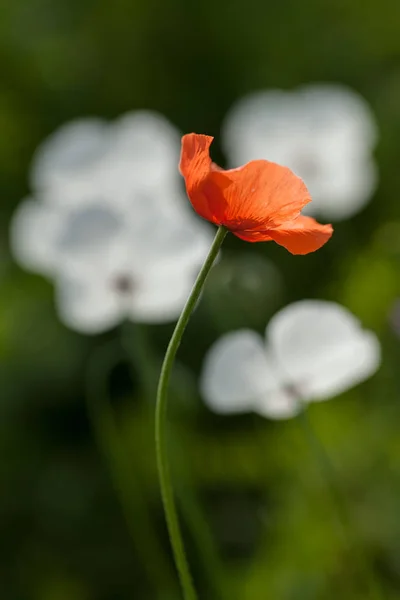 Poppy Grass Blur Background Note Shallow Depth Field — Stock Photo, Image