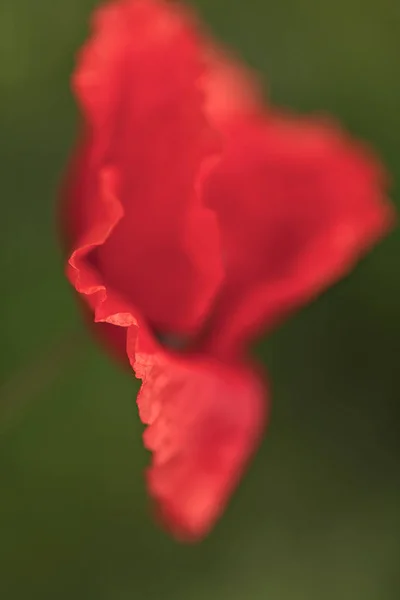 緑の背景に草の中のポピー畑の浅い深さに注意してください — ストック写真