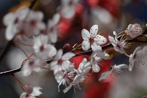 Abstract White Flowers Red Foliage Blurred Background — Stock Photo, Image