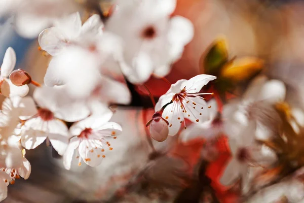 Streszczenie Białe Kwiaty Liści Czerwonej Niewyraźne Tło — Zdjęcie stockowe