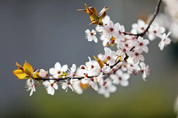 Branche Avec Des Fleurs Blanches Sur Fond Sombre Note Peu — Photo