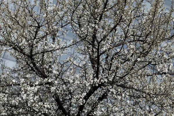 Tuleja Małych Białych Kwiatów Gałęzi Uwaga Płytkiej Głębi Ostrości — Zdjęcie stockowe
