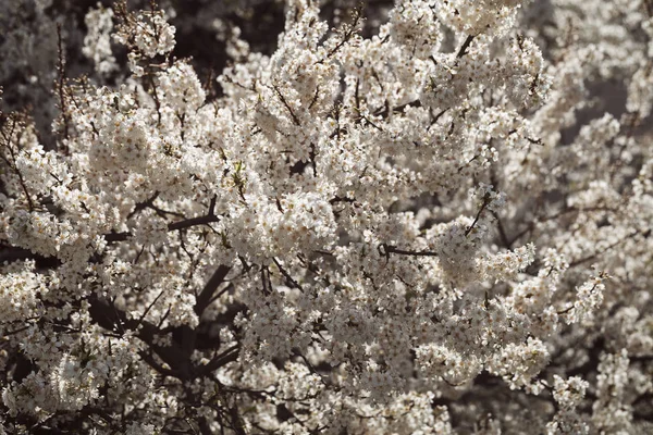 春に小さな白い花を咲かせる木畑の浅い深さに注目してください — ストック写真