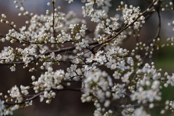 Buisson Avec Petites Fleurs Blanches Sur Une Branche Note Faible — Photo