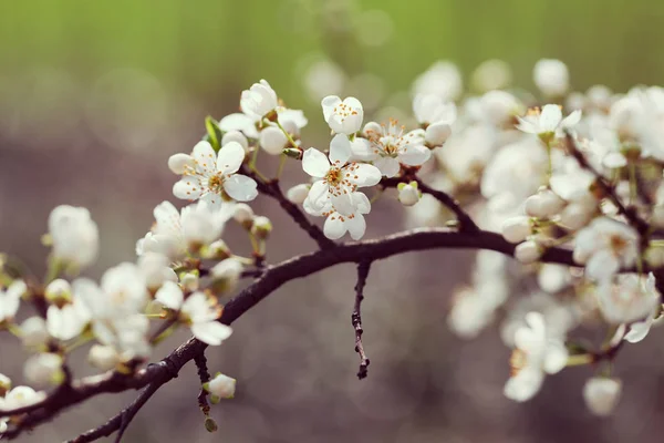 Arbre Avec Des Fleurs Blanches Printemps Sur Fond Gris Flou — Photo