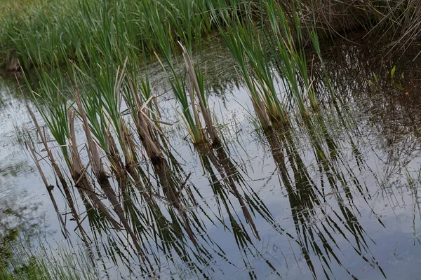 Wild Grass Water Nature Note Shallow Depth Field — 스톡 사진