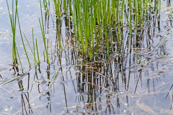 Wild Grass Water Nature Note Shallow Depth Field — 스톡 사진
