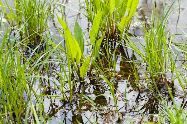 Wildgras Wasser Der Natur Geringe Schärfentiefe Beachten — Stockfoto