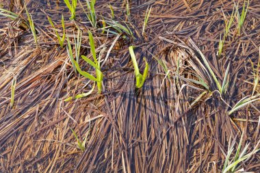 Doğadaki bataklıktaki vahşi bitkiler, derin alan derinliğine dikkat edin.