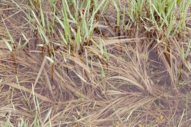 Suda yetişen yeşil çimenler, sığ alan derinliğine dikkat edin.