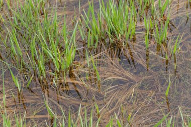 Suda yetişen yeşil çimenler, sığ alan derinliğine dikkat edin.