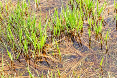 Suda yetişen yeşil çimenler, sığ alan derinliğine dikkat edin.