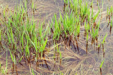 Suda yetişen yeşil çimenler, sığ alan derinliğine dikkat edin.