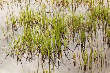 Suda yetişen yeşil çimenler, sığ alan derinliğine dikkat edin.