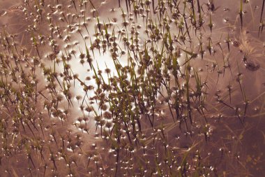 Suda yetişen yeşil çimenler, sığ alan derinliğine dikkat edin.