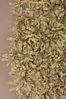 Doğadaki bataklıktaki vahşi bitkiler, derin alan derinliğine dikkat edin.