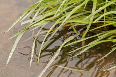 Sudaki yeşil çimenlere su damlaları, sığ alan derinliği değil.
