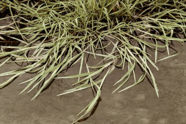 Doğadaki sudaki yabani otlar, derin alan derinliğine dikkat edin.