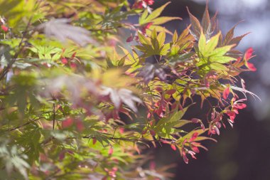 Doğada, Not alan sığ derinliği yeşil yaprakları ile kırmızı bitki