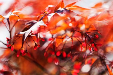 Yağmurdan sonra kırmızı yapraklar, sığ alan derinliğine dikkat edin