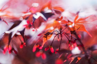 Yağmurdan sonra kırmızı yapraklar, sığ alan derinliğine dikkat edin