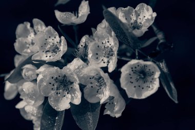 Koyu arkaplandaki narin beyaz çiçekler, sığ alan derinliğine dikkat edin.