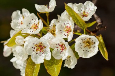 Koyu arkaplandaki narin beyaz çiçekler, sığ alan derinliğine dikkat edin.