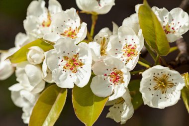 Koyu arkaplandaki narin beyaz çiçekler, sığ alan derinliğine dikkat edin.