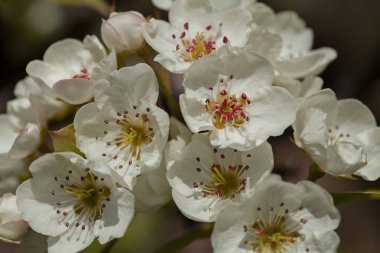Doğada filizlenen yabani elma ağacı, sığ alan derinliğine dikkat edin.