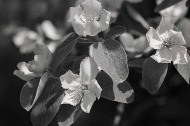 Yeşil yapraklı hafif soluk pembe çiçekler, tarlanın sığ derinliğine dikkat edin.