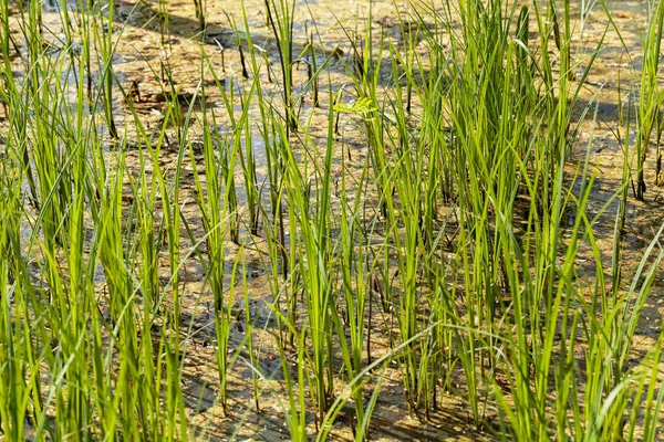 Hohes Grünes Gras Grabenwasser Geringe Schärfentiefe Beachten — Stockfoto