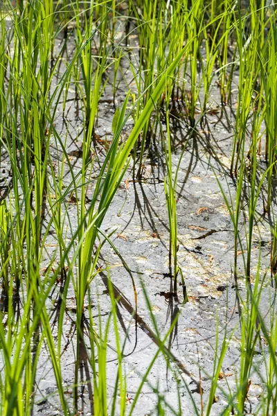 Hohes Grünes Gras Grabenwasser Geringe Schärfentiefe Beachten — Stockfoto