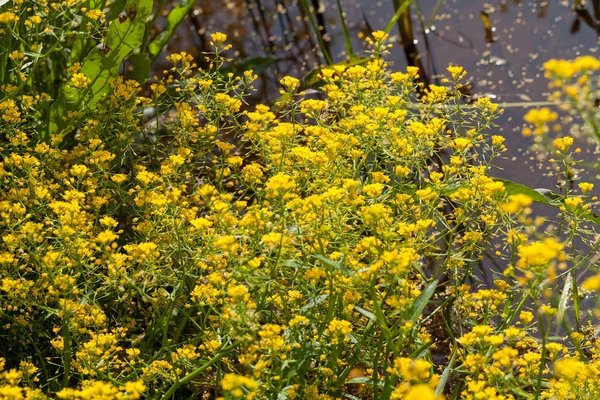 Dzikie Kwiaty Nasączone Wodą Deszczu Zanotuj Płytką Głębię Pola — Zdjęcie stockowe